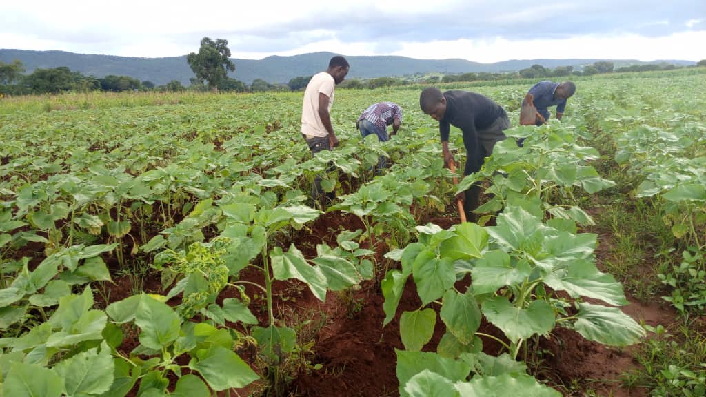 SCHOOL SUNFLOWER -2025-2026 SEASON